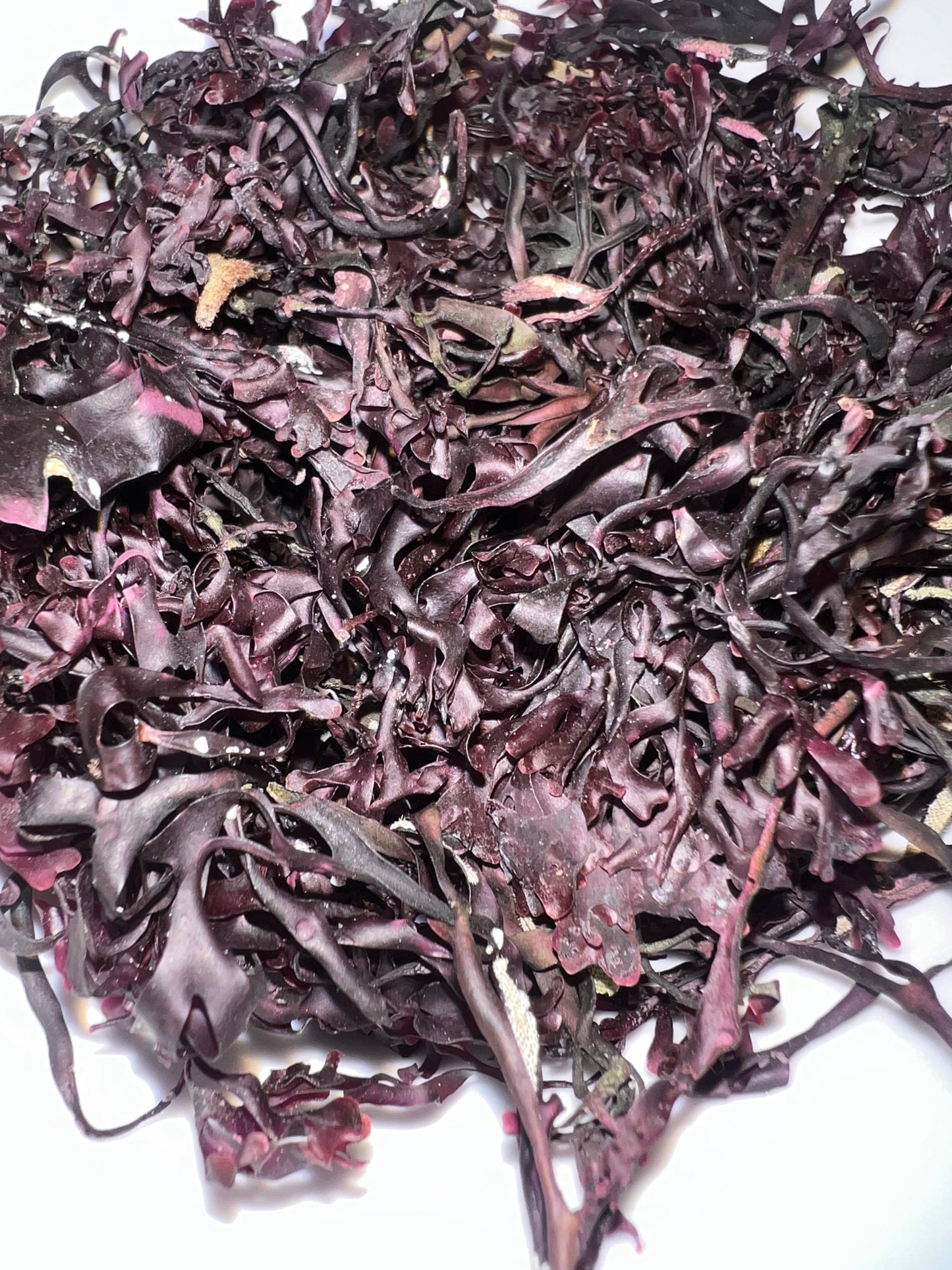 Purple Irish Seamoss