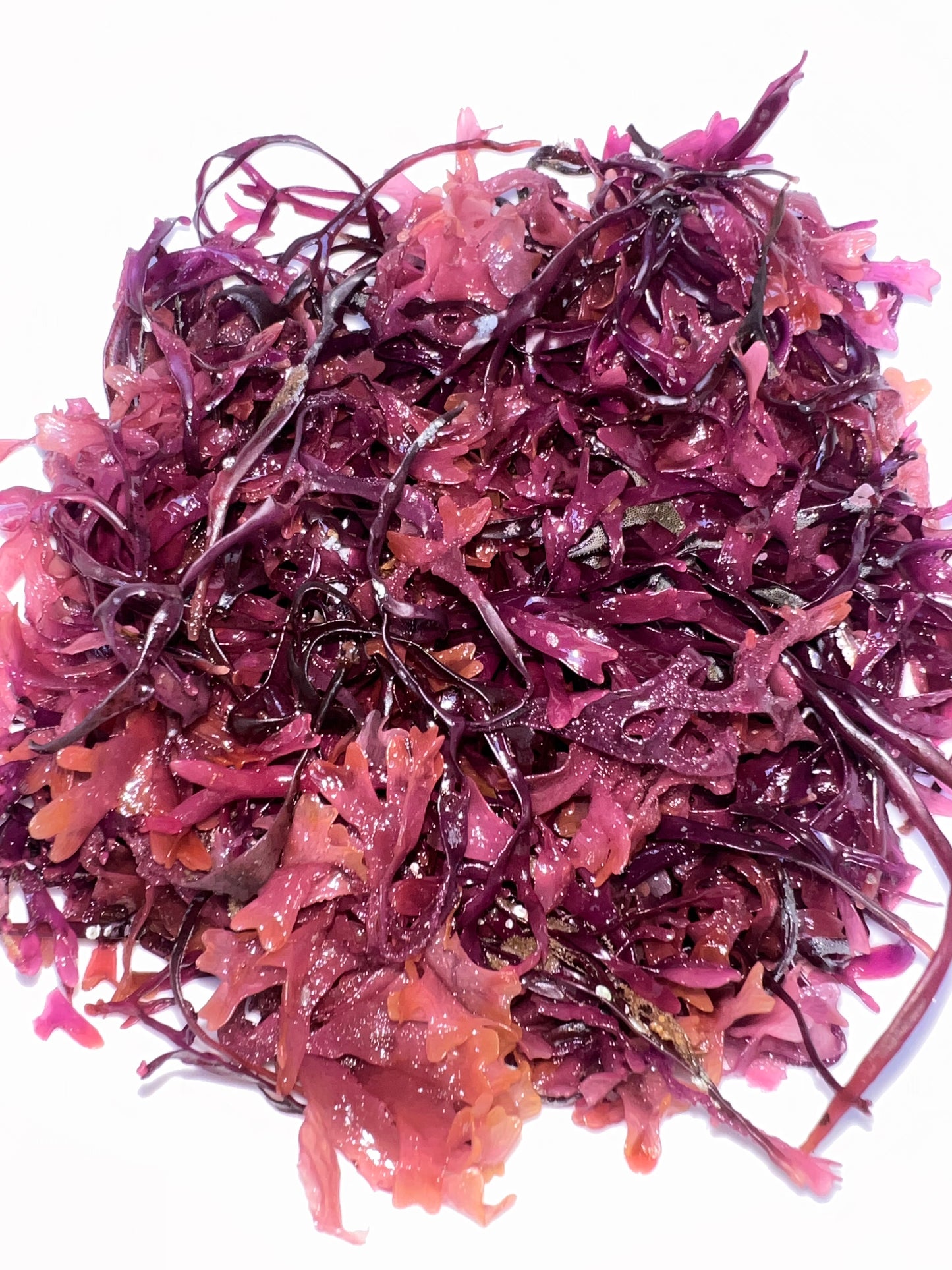 Purple Irish Seamoss